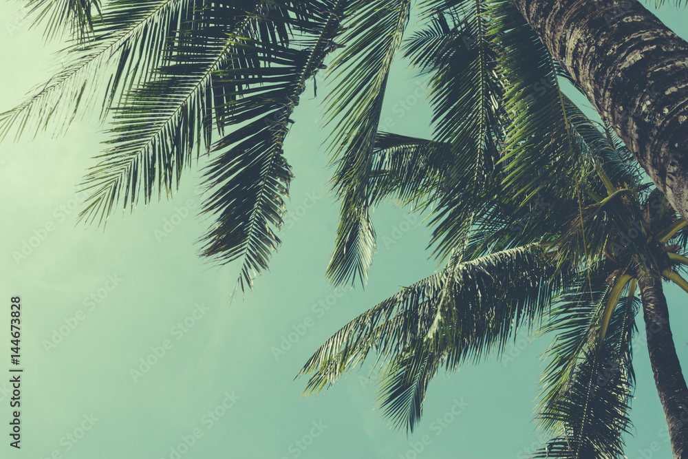 Fototapeta Kokosowych drzewek palmowych tropikalny tło, rocznik