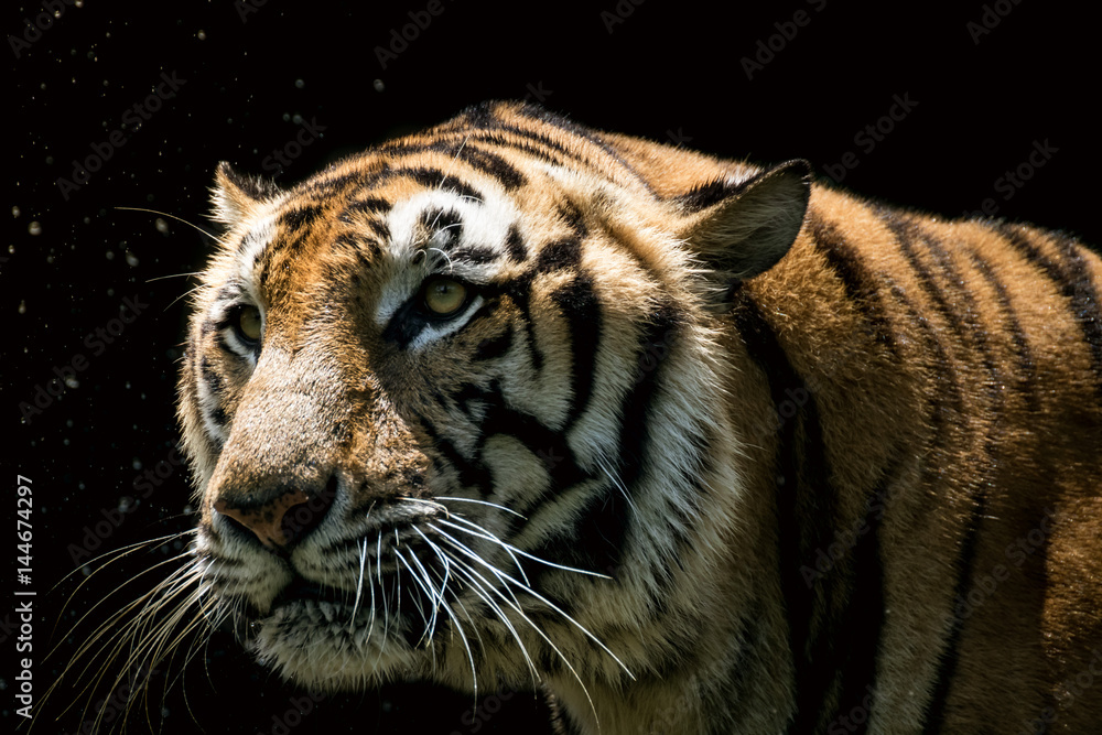   Portrait of a  tiger alert and staring at the camera
