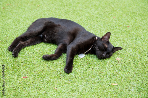 black thai cat sleep on grass floor