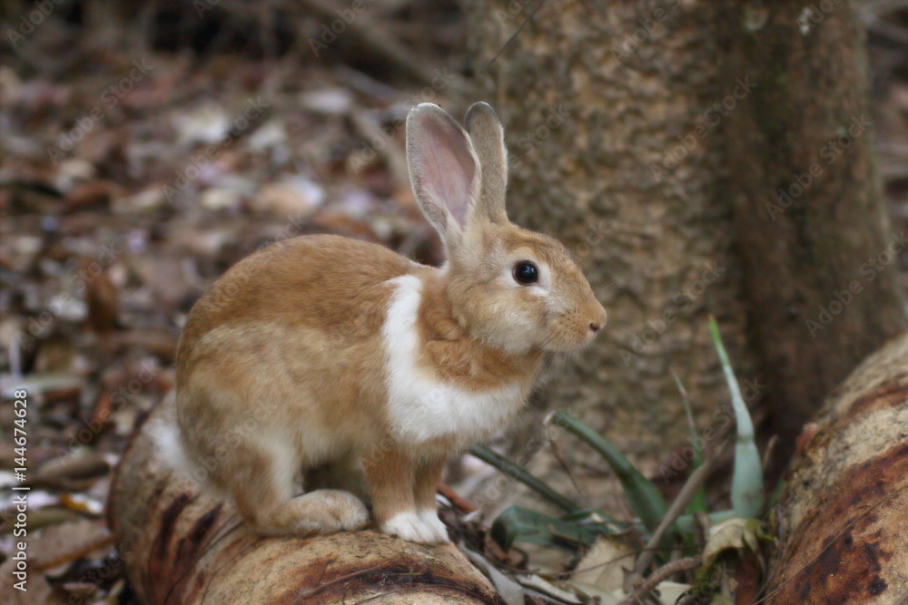 Brown Rabbits are in the wild in the dry season. Brown Rabbits are in the wild in the dry season.
