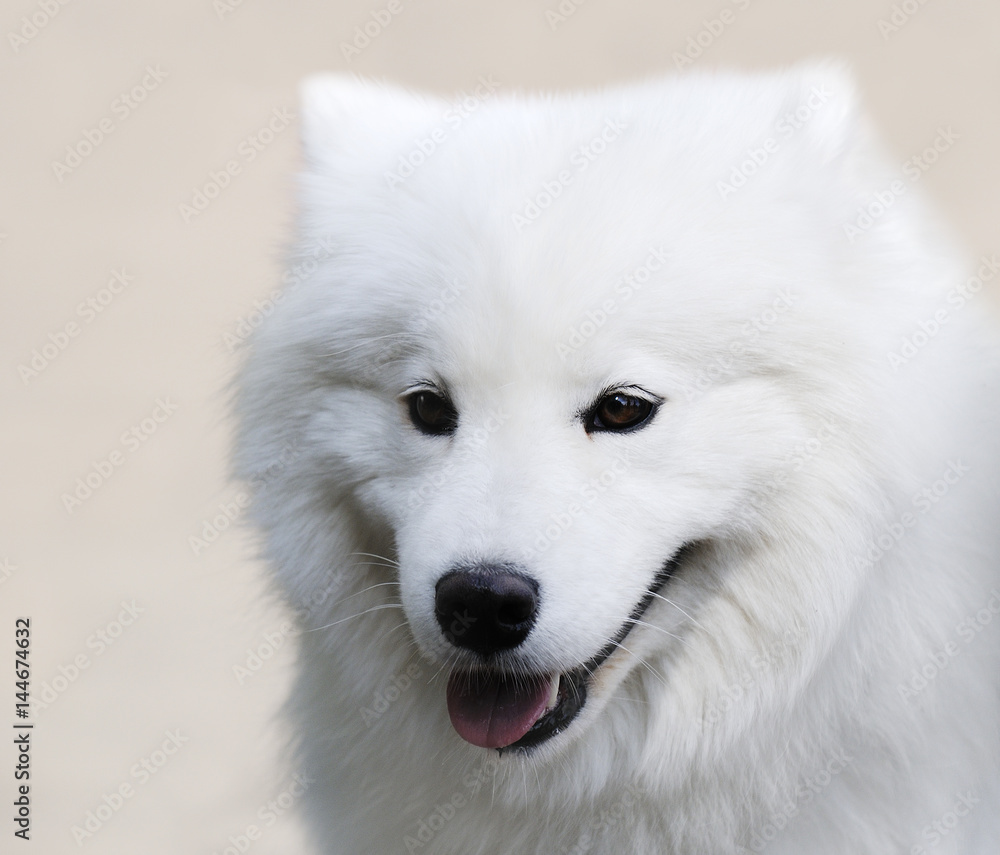 Spitz dog portrait