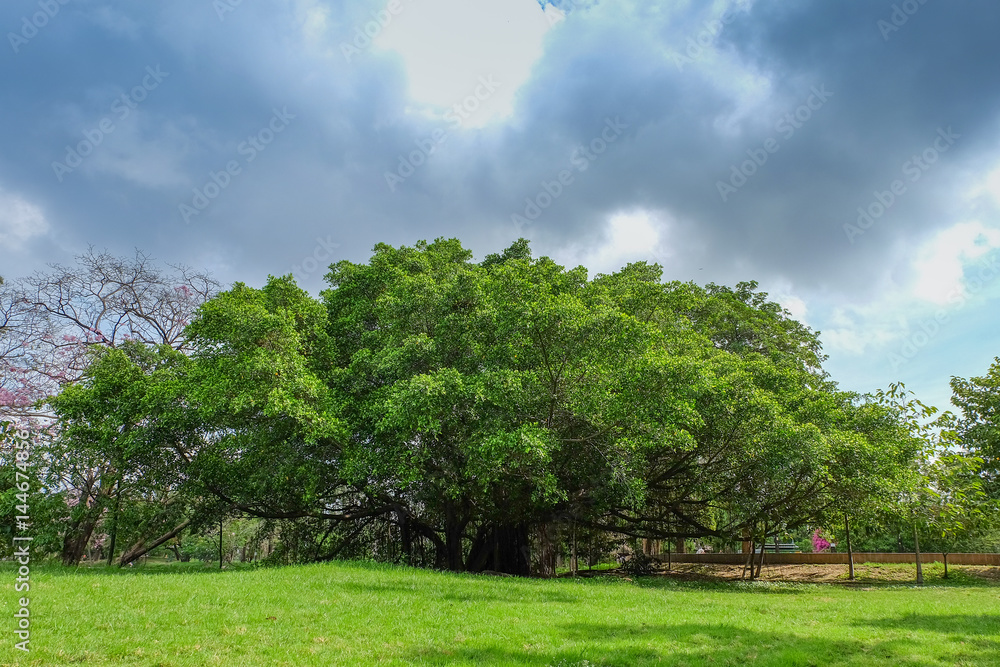 old big tree under colud and blue sky , Thailand old big tree under colud and blue sky , Thailand