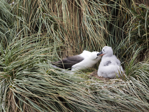 Black-browed Albatross, Thalassarche melanophris with young in the nest, Sounders Island, Falkland Islands / Malvinas photo