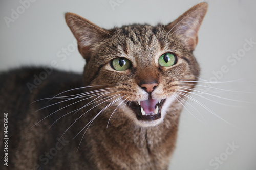 Fototapeta Naklejka Na Ścianę i Meble -  Hungry Tabby Stripped Kitty Cat Cries for Dinner