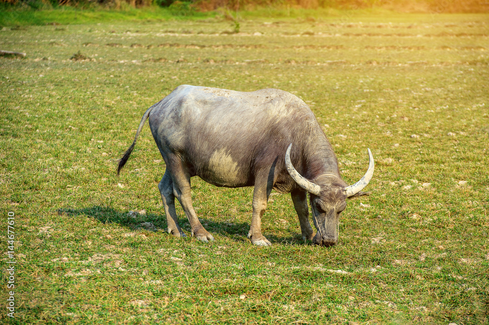 Obraz premium Buffalo in the field.