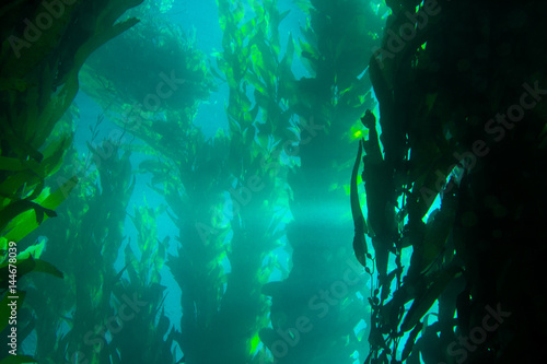 Sunburst shooting through the water in a dense kelp forest