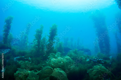 Wide View of Kelp Forest Underwater