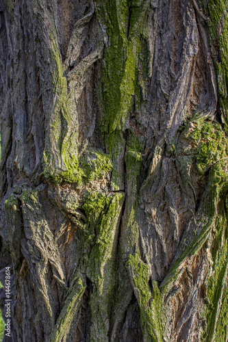  Old tree bark covered with moss