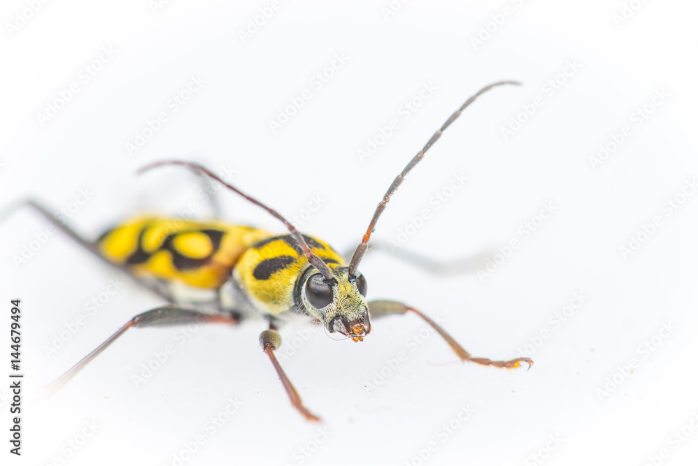 Yellow and Balck dotted Bamboo longhorn longicorn beetle borer (Arthropoda: Insecta: Coleoptera: Cerambycidae: Chlorophorus annularis) crawling on a white surface isolated with white background Yellow and Balck dotted Bamboo longhorn longicorn beetle borer (Arthropoda: Insecta: Coleoptera: Cerambycidae: Chlorophorus annularis) crawling on a white surface isolated with white background
