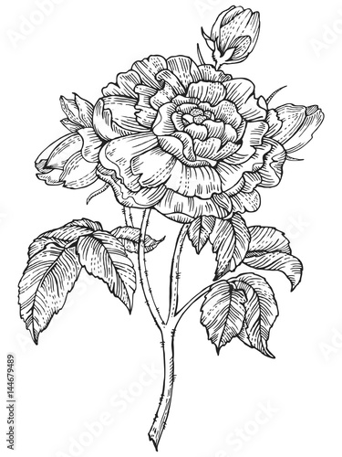 Rose flower engraving style vector illustration