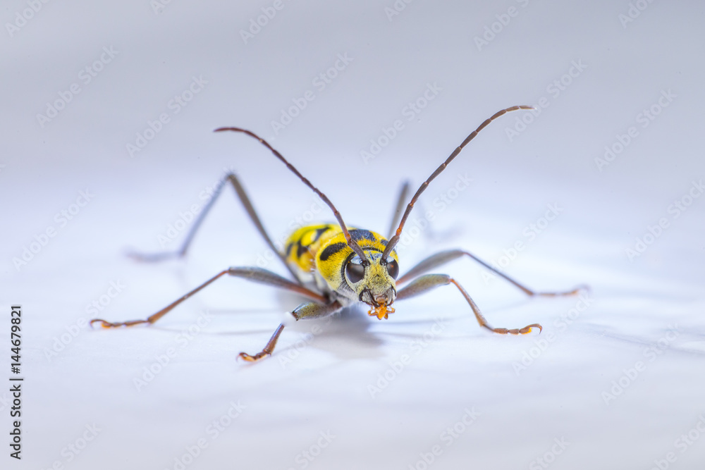 Yellow and Balck dotted Bamboo longhorn longicorn beetle borer (Arthropoda: Insecta: Coleoptera: Cerambycidae: Chlorophorus annularis) crawling on a white surface isolated with white background Yellow and Balck dotted Bamboo longhorn longicorn beetle borer (Arthropoda: Insecta: Coleoptera: Cerambycidae: Chlorophorus annularis) crawling on a white surface isolated with white background