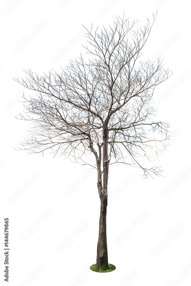 Single old and leafless tree isolated on white background Single old and leafless tree isolated on white background