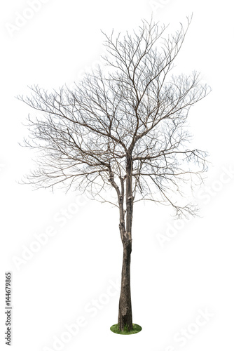 Single old and leafless tree isolated on white background