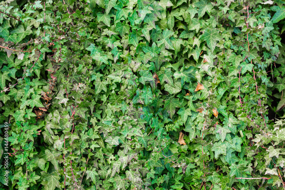 Old stone wall overgrown with ivy Old stone wall overgrown with ivy