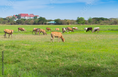 Cows grazing on farm with green field in good weather day