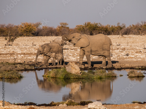 Elephants in the Etosha National Park  Namibia