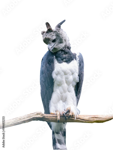 Photos Harpia harpyja sitting on the branch. Isolated