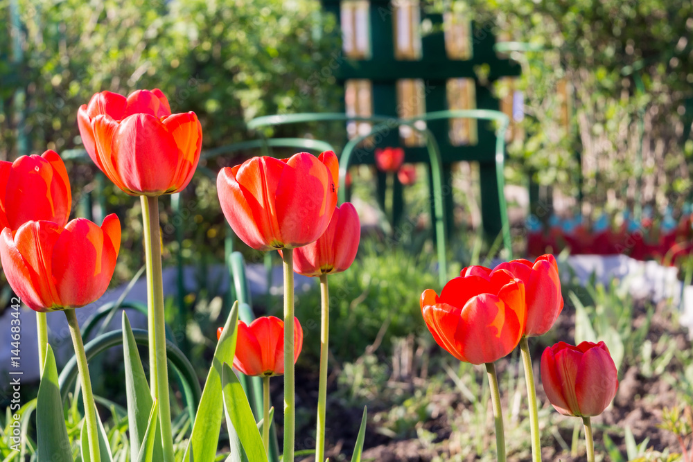 Fototapeta premium Spring Red Tulip Macro