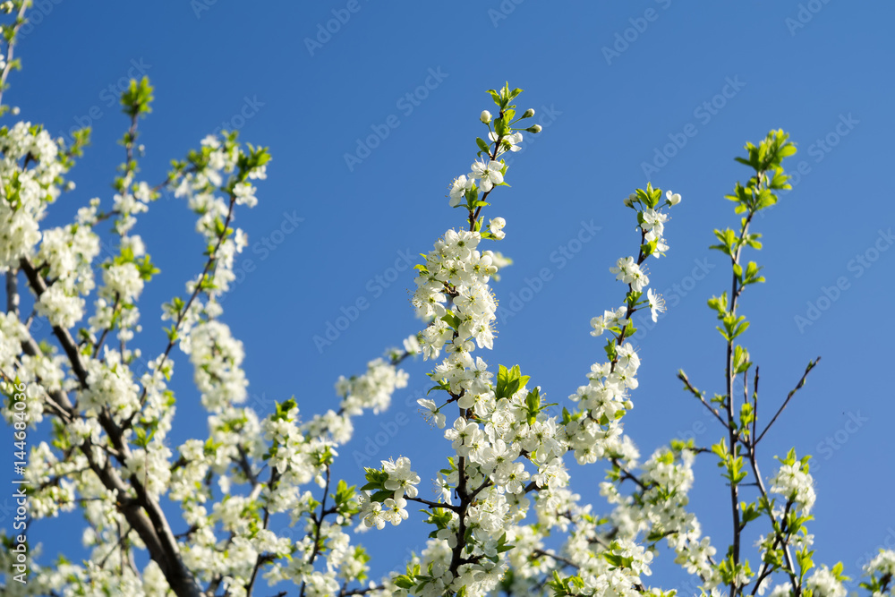 Spring White Blooming Trees Spring White Blooming Trees