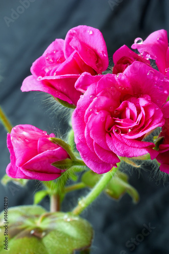 Fototapeta Naklejka Na Ścianę i Meble -  Geranium ampel with water drops