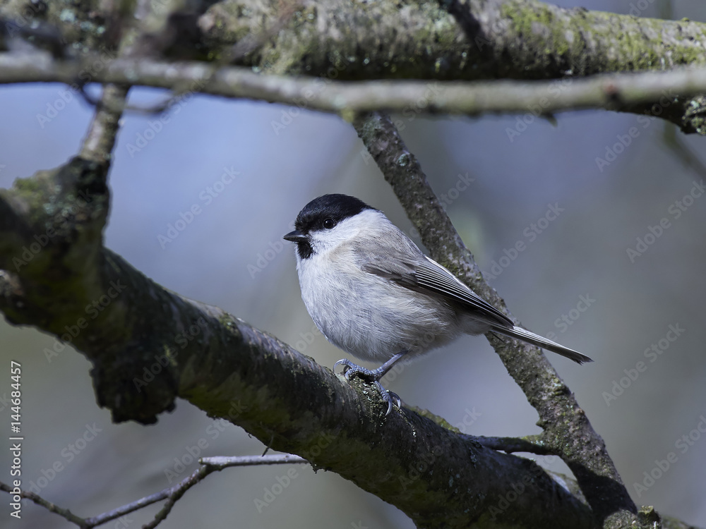 Marsh tit (Poecile palustris)