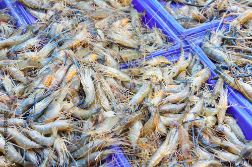 Stack of many fresh shrimp on fish market jetty. For seafood, food, kitchen, texture and background.