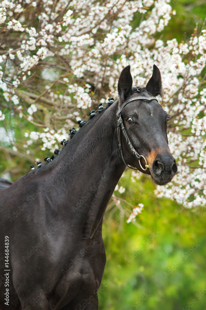 Black horse portrait in spring blossom tree Black horse portrait in spring blossom tree