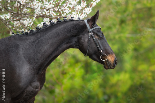 Konstfotografi Black  horse portrait in spring blossom tree