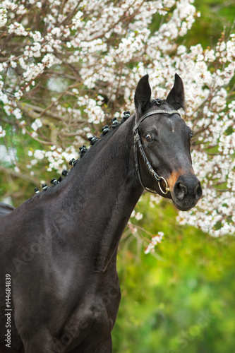 Black horse portrait in spring blossom tree