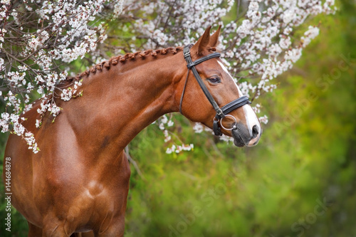 A beautiful red horse with a braided mane and in a bridle stands opposite a blossoming apricot tree
