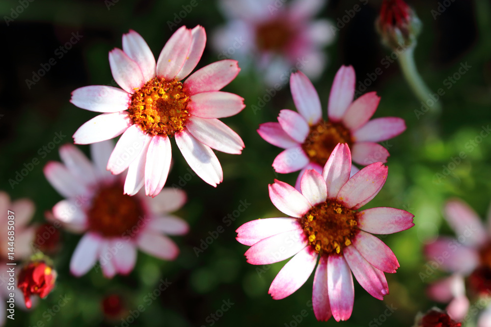 Small pink daisy flowers close up
