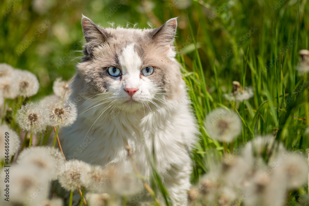 pet cat among grass and dandelion