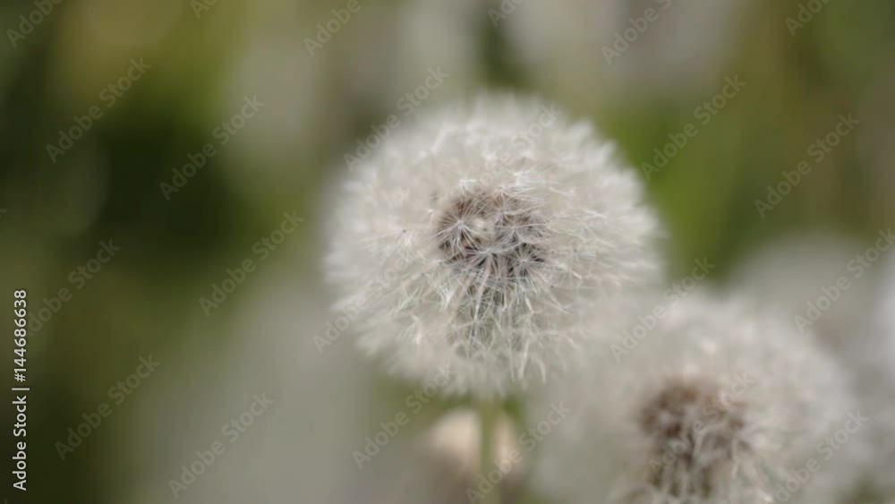 Dandelion with white flying seeds Dandelion with white flying seeds