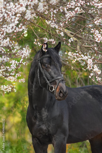 Fototapeta Naklejka Na Ścianę i Meble -  A beautiful black horse  in a bridle stands opposite a blossoming apricot tree