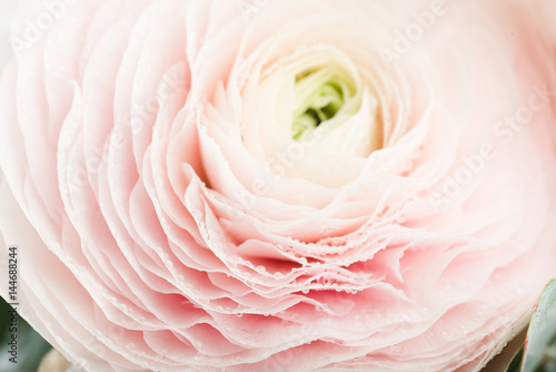 Pink Ranunculus Flower with Water Drops on Petals