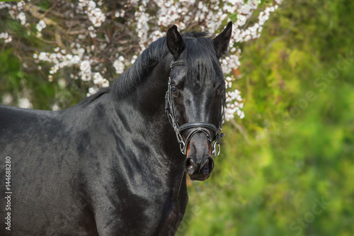 A beautiful black horse in a bridle stands opposite a blossoming apricot tree