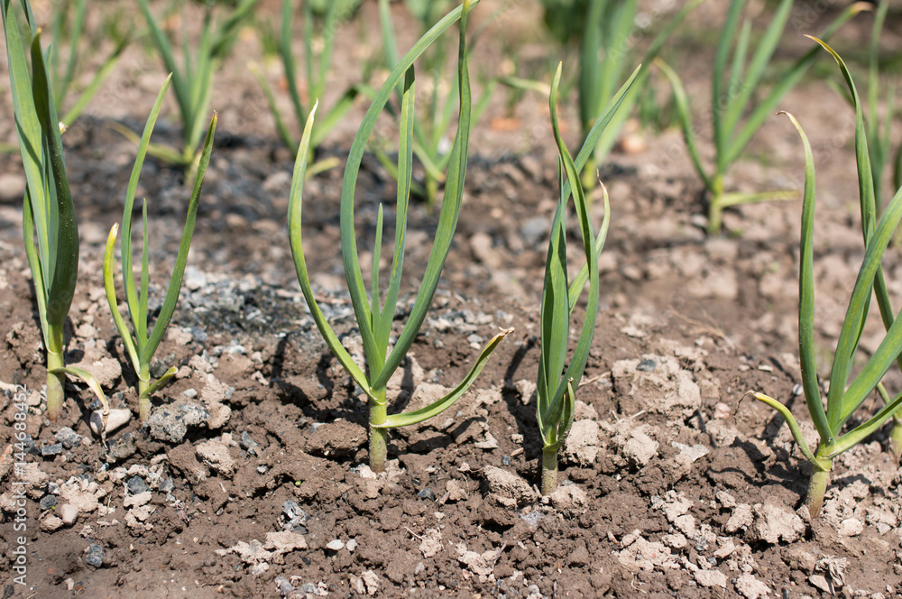 Landing garlic and onions in the garden Landing garlic and onions in the garden