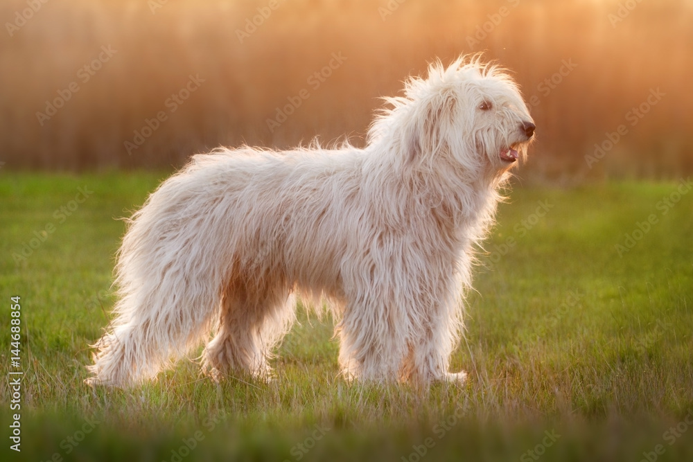 Beautiful fluffy south russian shepherd dog exterior at sunset Beautiful fluffy south russian shepherd dog exterior at sunset