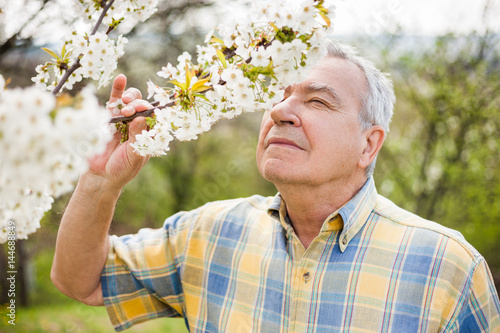 Senior man is checking tree blossom in his garden. 