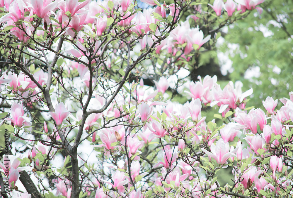 Background with blooming pink magnolia flowers Background with blooming pink magnolia flowers