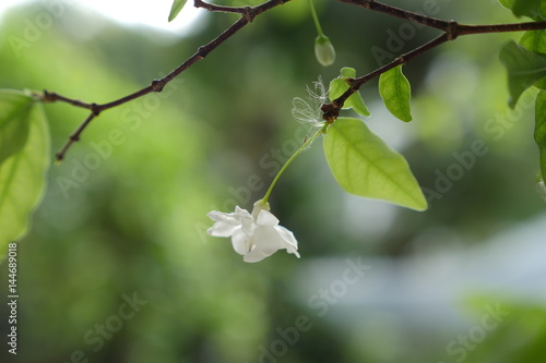 Wild Water Plum, Water Jasmine
