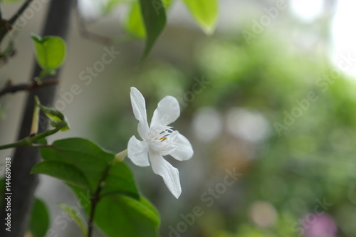 Wrightia antidysenterica, the coral swirl or tellicherry bark, is a flowering plant in the genus Wrightia. 