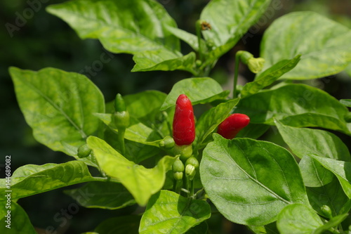 a small hot-tasting pod of a variety of capsicum,used chopped (and often dried) in sauces,relishes, and spice powders.There are various forms with pods of differing size, color, and strength of flavor