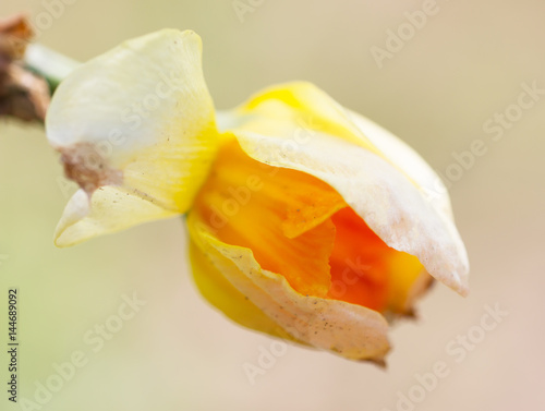 Fototapeta Naklejka Na Ścianę i Meble -  Narcissus bud