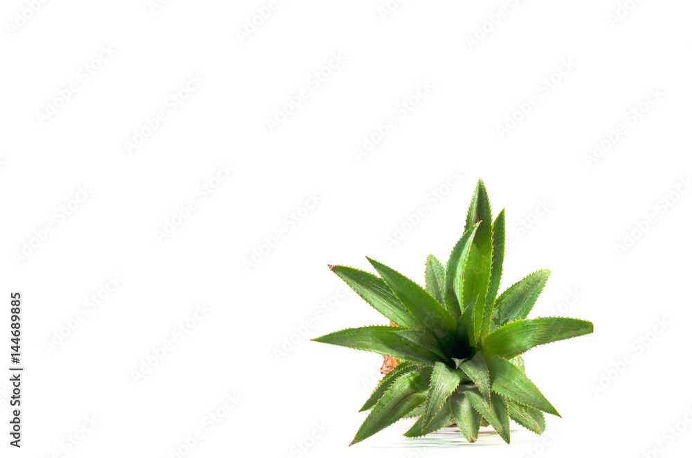 Fototapeta premium the Isolated of pineapple fruit on white background. copy space for designer