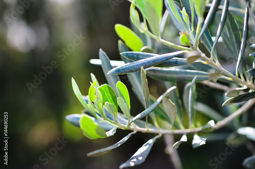 Olive Tree photo