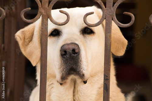 White dog looking sad behind metal fence
