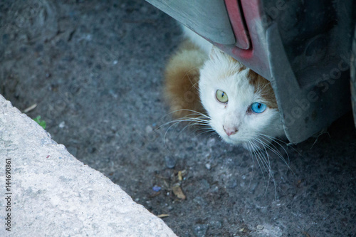 Stray cat with mutant eyes under car