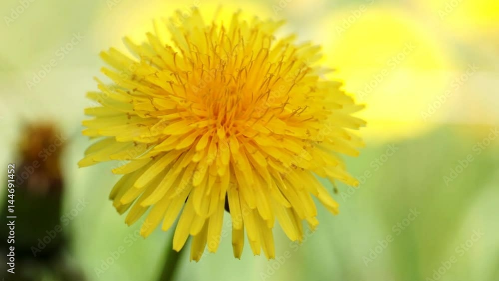 Yellow dandelion on a macro closeup