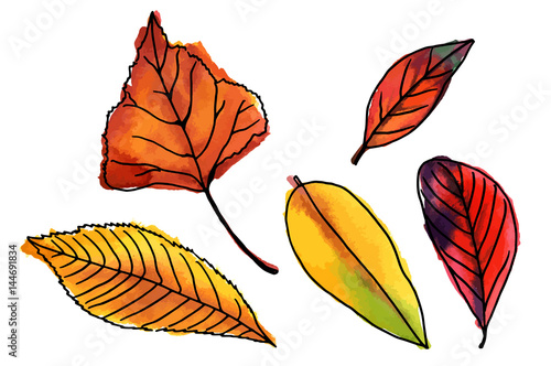 Set of vector watercolor leaves on white background